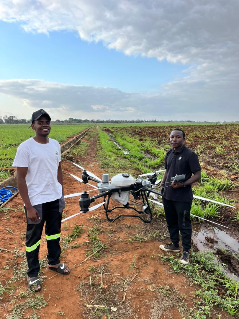 Drone spraying a maize field